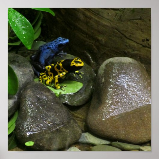 Dart Frog Buddies Poster (Vorne)