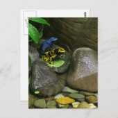 Dart Frog Buddies Postkarte (Vorne/Hinten)