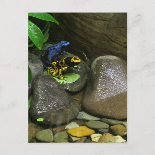 Dart Frog Buddies Postkarte (Vorderseite)