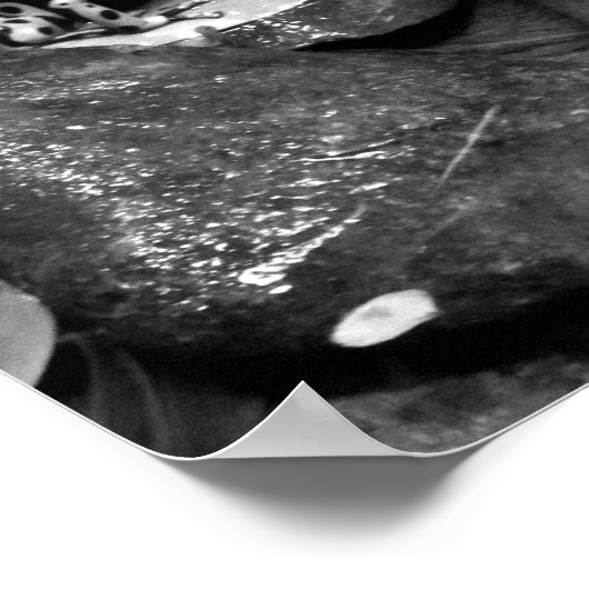 Dart Frog Friends B+W Poster (Ecke)