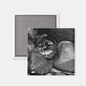 Dart Frogs Sharing Rock B+W Magnet (Vorderseite/Rückseite)