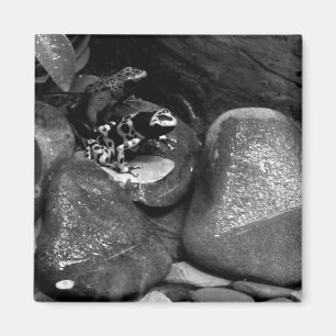 Dart Frogs Sharing Rock B+W Magnet