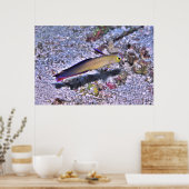 Dart Goby dekoriert Poster (Küche)