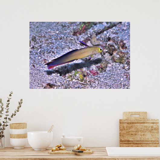 Dart Goby dekoriert Poster (Küche)