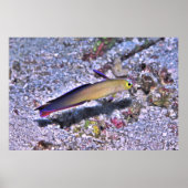 Dart Goby dekoriert Poster (Vorne)