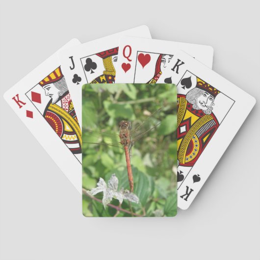 Darter Dragonfly Karten Spielkarten (Rückseite)