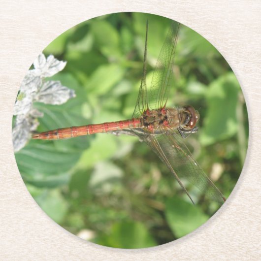 Darter Dragonfly Paper-Untersetzer Runder Pappuntersetzer (Vorderseite)