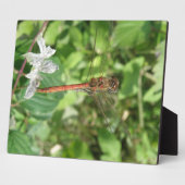 Darter Dragonfly Plaque Fotoplatte (Seite)