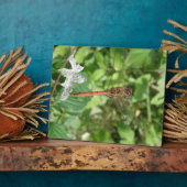Darter Dragonfly Plaque Fotoplatte (Seite)
