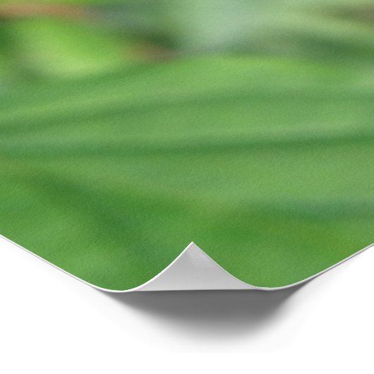 Darter Dragonfly Poster (Ecke)