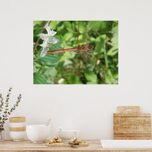 Darter Dragonfly Poster (Küche)