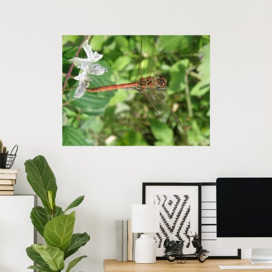 Darter Dragonfly Poster (Heimbüro)