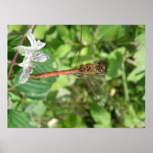 Darter Dragonfly Poster