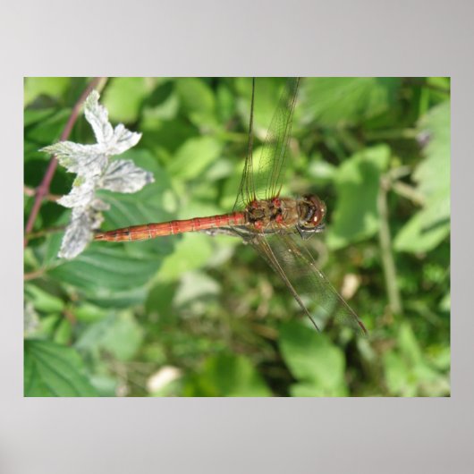 Darter Dragonfly Poster (Vorne)