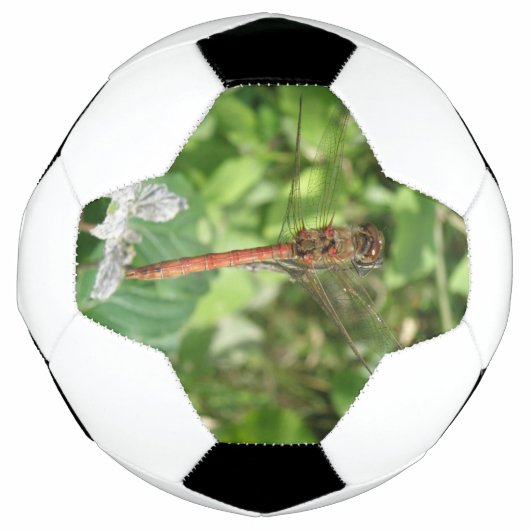 Darter Dragonfly Soccer Ball (Vorderseite)