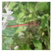 Darter-Dragonfly-Tile Fliese (Vorderseite)