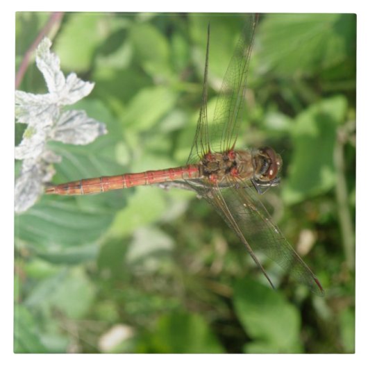 Darter-Dragonfly-Tile Fliese (Vorderseite)