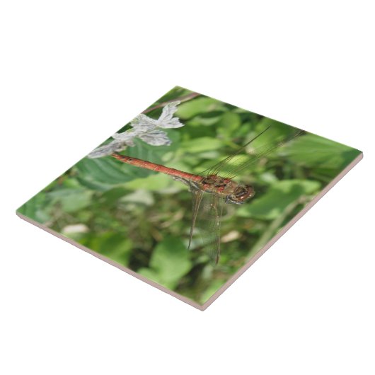 Darter-Dragonfly-Tile Fliese (Seite)