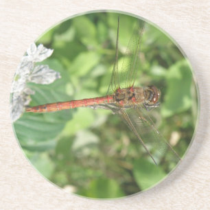 Darter Dragonfly-Untersetzer Getränkeuntersetzer
