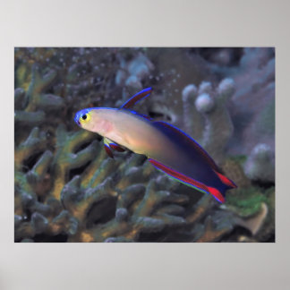 Dartfish II Poster