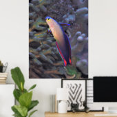 Dartfish Portrait Poster (Heimbüro)