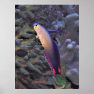 Dartfish Portrait Poster