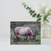 Dartmooe Pony Grazeing Autunm Postkarte (Stehend Vorderseite)