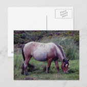 Dartmooe Pony Grazeing Autunm Postkarte (Vorne/Hinten)
