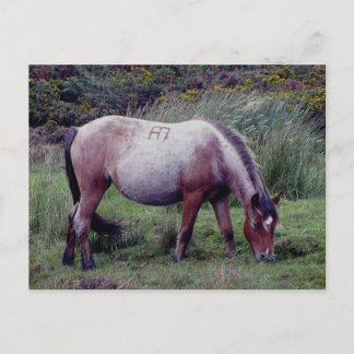 Dartmooe Pony Grazeing Autunm Postkarte