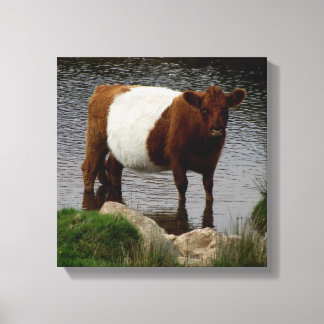 Dartmoor Galloway Kuh Stehend im Fluss Leinwanddruck