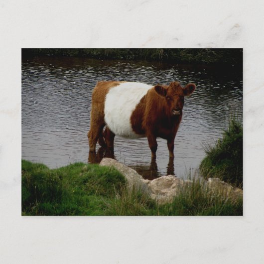Dartmoor Galloway Kuh Stehend im Fluss Postkarte (Vorderseite)