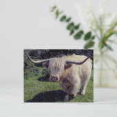 Dartmoor Hochland-Kuh in Bewegung Postkarte (Stehend Vorderseite)