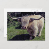 Dartmoor Hochland-Kuh in Bewegung Postkarte (Vorne/Hinten)