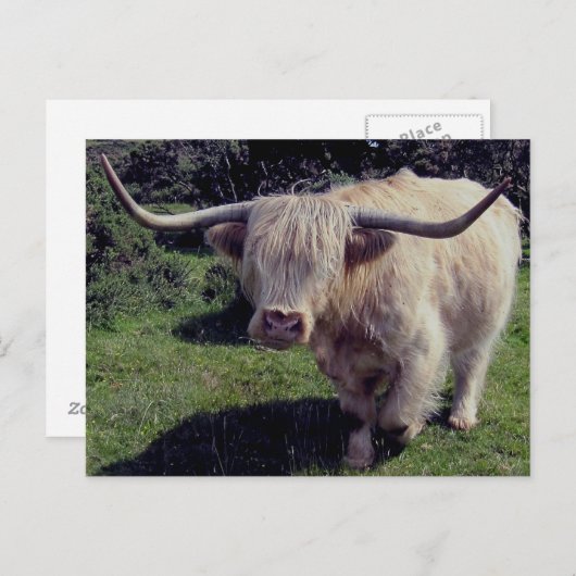 Dartmoor Hochland-Kuh in Bewegung Postkarte (Vorne/Hinten)