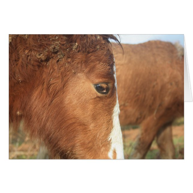 Dartmoor Ponies (Vorderseite (Horizontal))