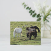 Dartmoor Ponies Grazeing Summer Postkarte (Stehend Vorderseite)