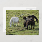 Dartmoor Ponies Grazeing Summer Postkarte (Vorne/Hinten)