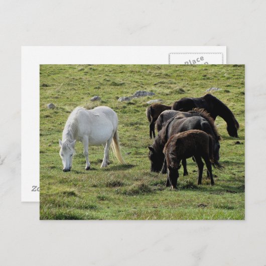 Dartmoor Ponies Grazeing Summer Postkarte (Vorne/Hinten)