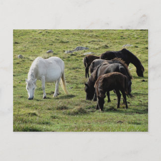 Dartmoor Ponies Grazeing Summer Postkarte