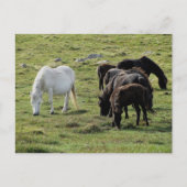 Dartmoor Ponies Grazeing Summer Postkarte (Vorderseite)
