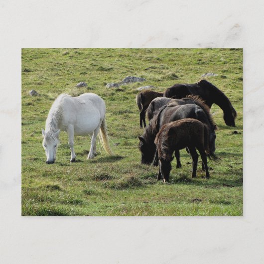 Dartmoor Ponies Grazeing Summer Postkarte (Vorderseite)