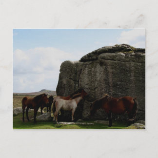 Dartmoor Ponies Sheltering Bone Hill Rocks .1. Postkarte