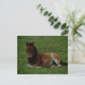 Dartmoor Pony, die sich ruhen lässt. Postkarte (Stehend Vorderseite)