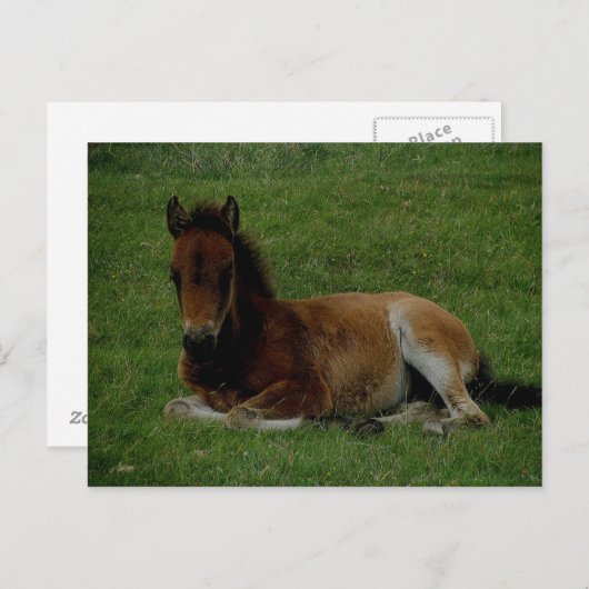 Dartmoor Pony, die sich ruhen lässt. Postkarte (Vorne/Hinten)