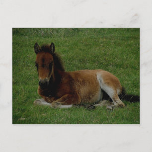 Dartmoor Pony, die sich ruhen lässt. Postkarte
