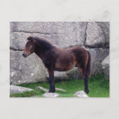 Dartmoor Pony Foal Sheltering Bone Hill Rocks Postkarte (Vorderseite)