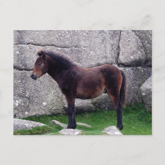 Dartmoor Pony Foal Sheltering Bone Hill Rocks Postkarte (Vorderseite)