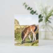 Dartmoor Pony Foal vor Haytor rock uk Postkarte (Stehend Vorderseite)