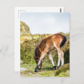 Dartmoor Pony Foal vor Haytor rock uk Postkarte (Vorne/Hinten)