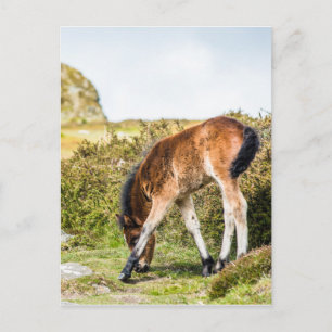 Dartmoor Pony Foal vor Haytor rock uk Postkarte